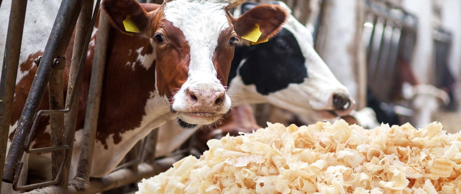 Dairy cows in a station barn bedded with premium wood shavings