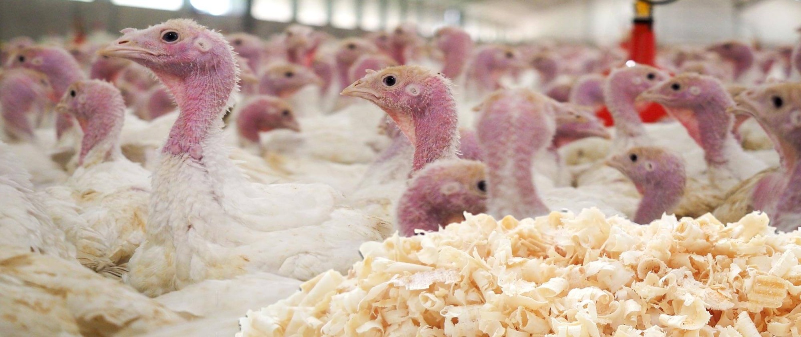 Flock of domestic turkeys inside a turkey barn bedded with premium wood shavings